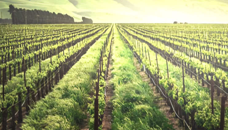 Agricultura regenerativa